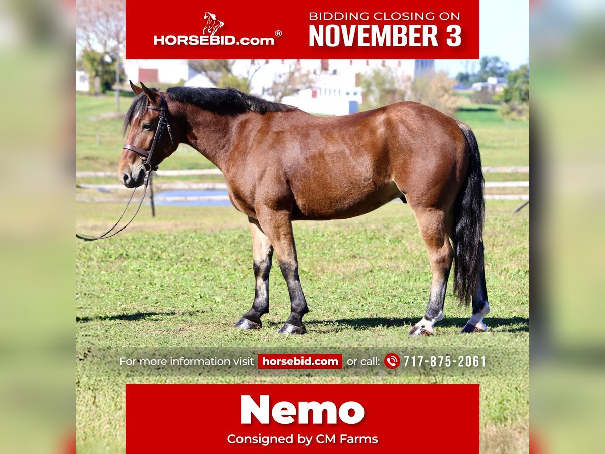 Percheron Mix Castrone 4 Anni 157 cm Baio ciliegia in Gap, PA