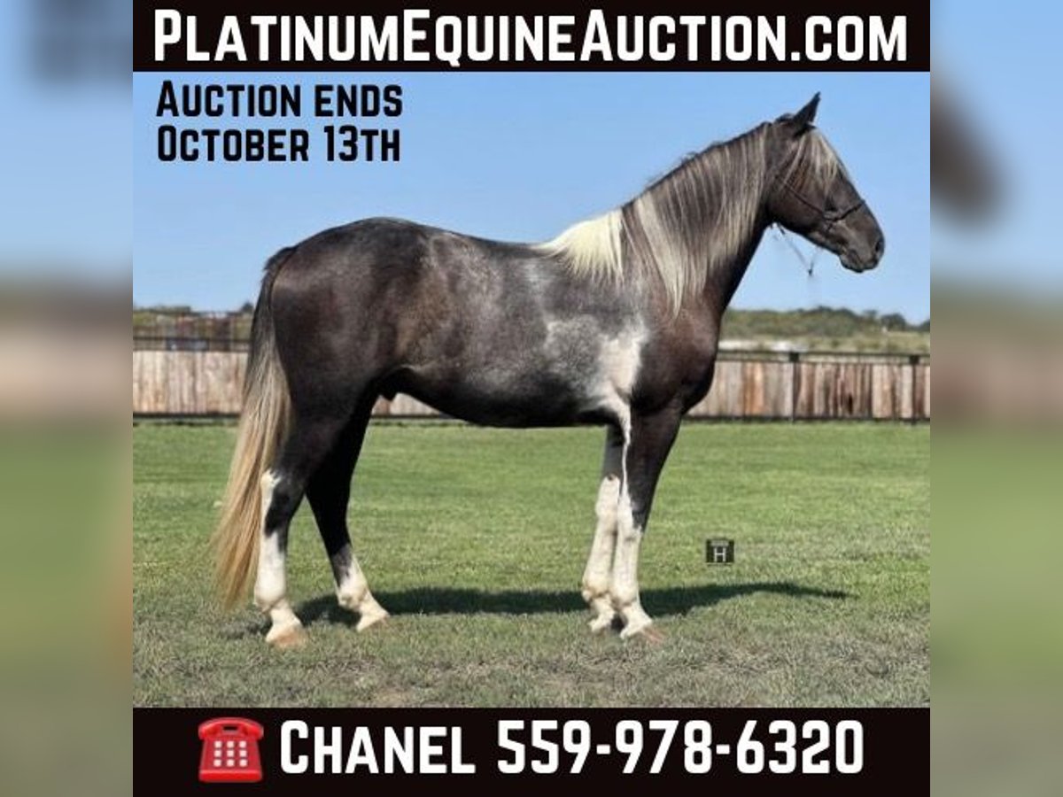 Percheron Castrone 4 Anni 163 cm Tobiano-tutti i colori in Jacksboro TX