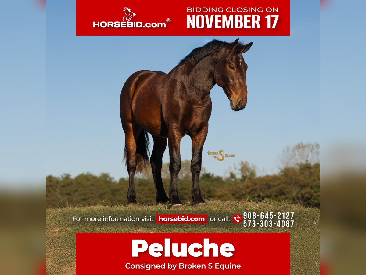 Percheron Mix Castrone 4 Anni 170 cm Baio ciliegia in Bogard