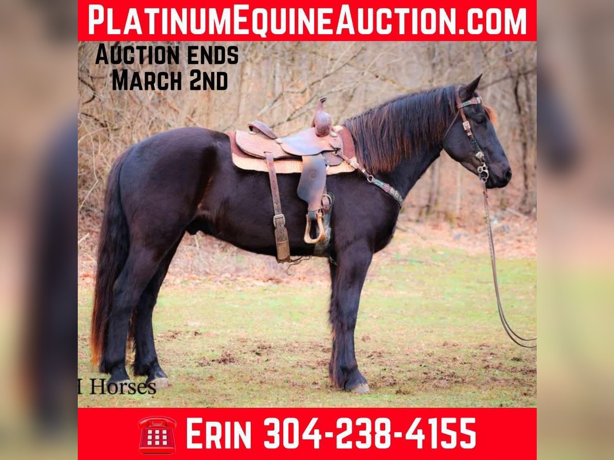 Percheron Castrone 4 Anni Morello in Flemingsburg Ky