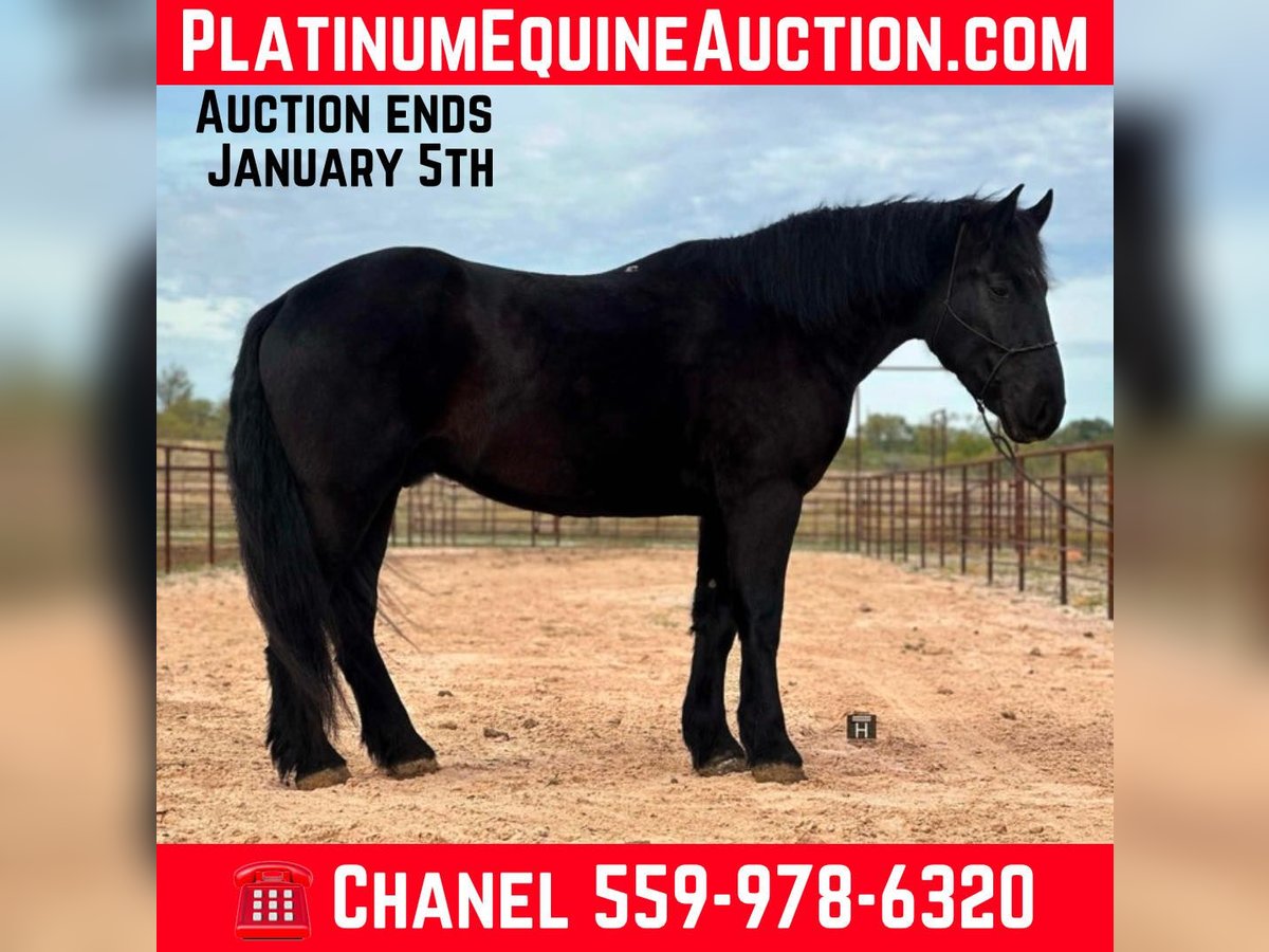 Percheron Castrone 4 Anni Morello in Jacksboro TX