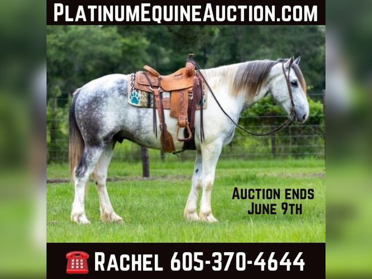 Percheron Castrone 5 Anni 165 cm Grigio in Rusk tx