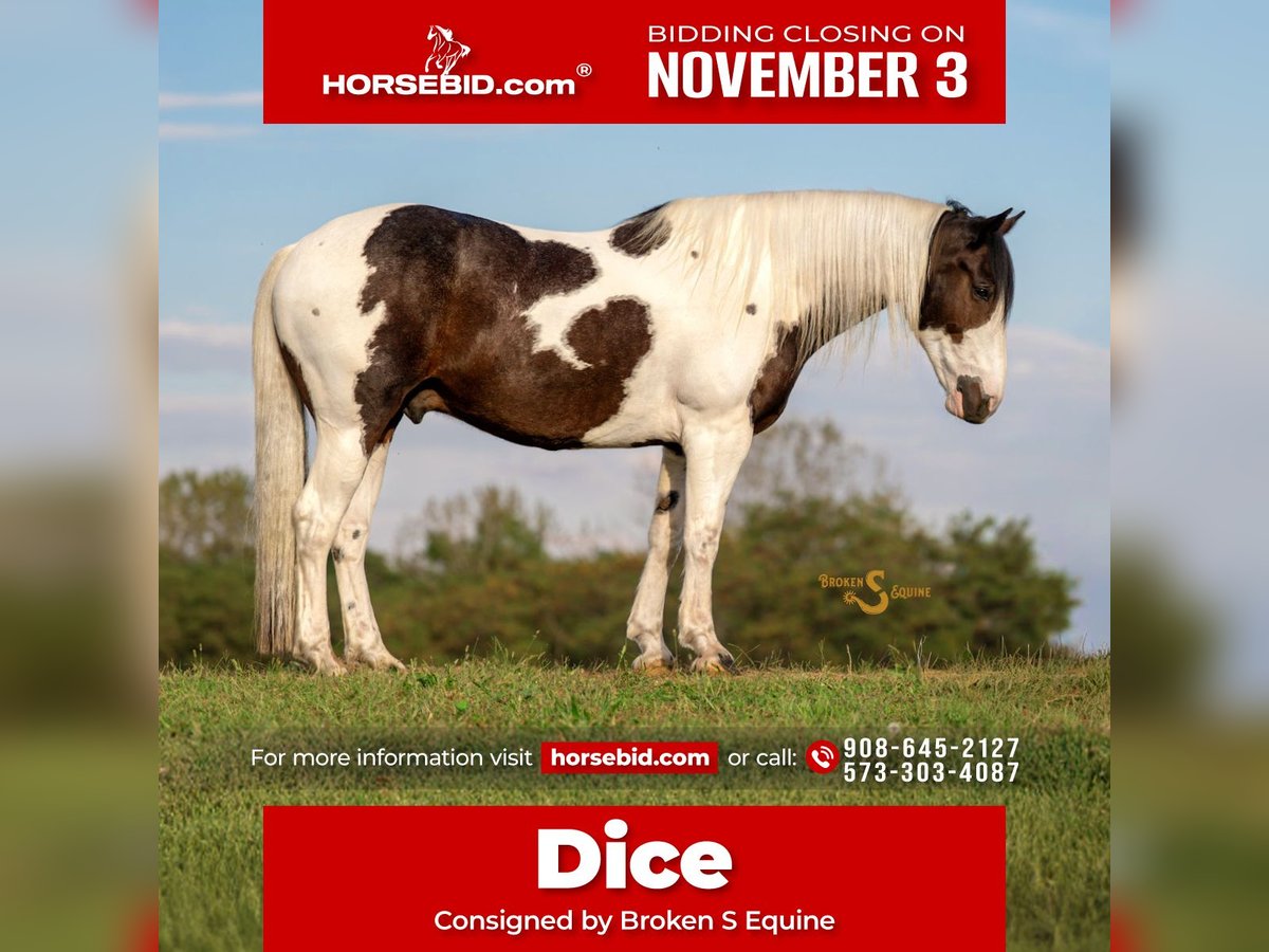 Percheron Mix Castrone 5 Anni 168 cm Pezzato in Bogard