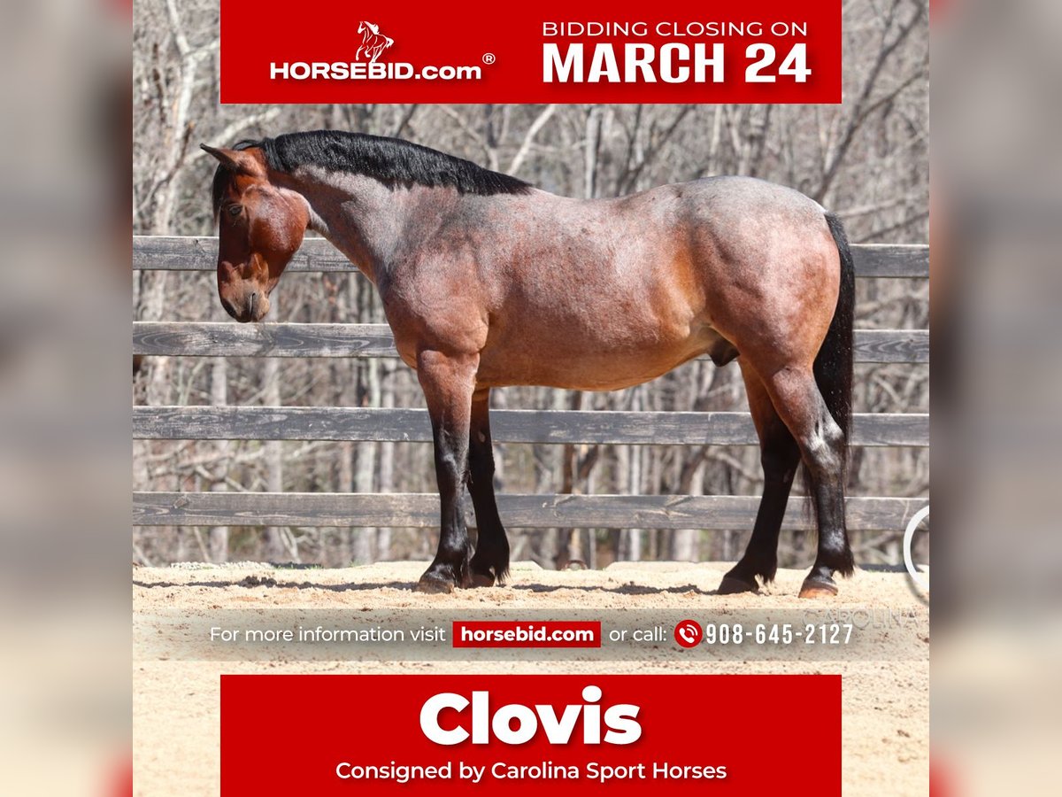 Percheron Mix Castrone 6 Anni 155 cm Baio roano in Clover, SC
