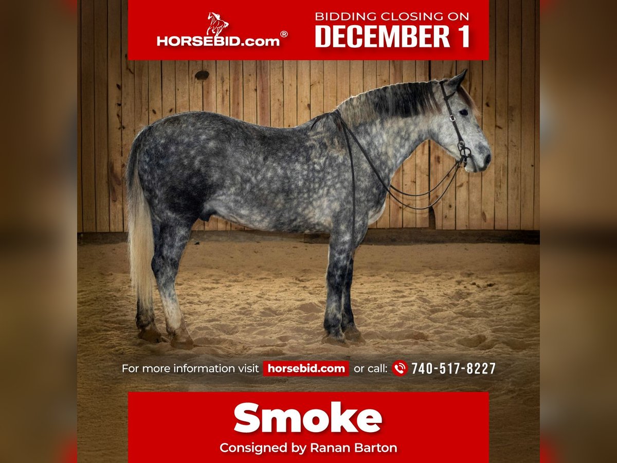 Percheron Mix Castrone 6 Anni 163 cm Grigio in Jackson