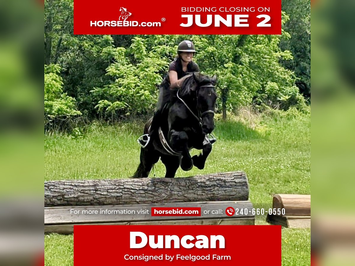 Percheron Mix Castrone 6 Anni 165 cm Morello in Tuscarora, MD