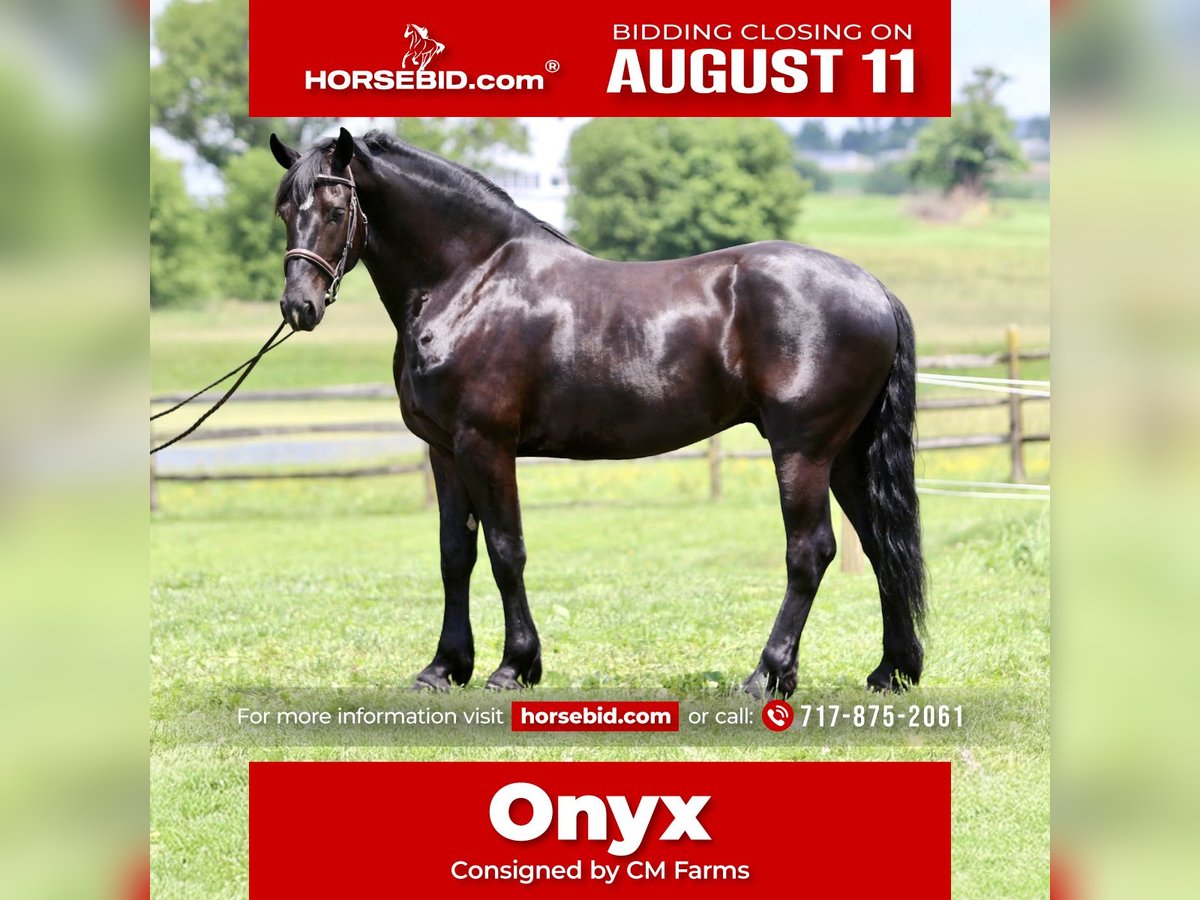 Percheron Mix Castrone 6 Anni 168 cm Morello in Gap