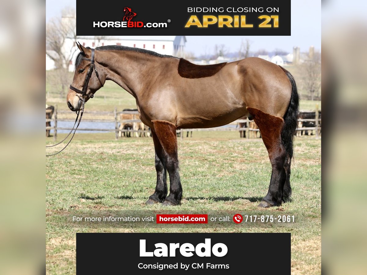 Percheron Mix Castrone 6 Anni 170 cm Baio ciliegia in Gap, PA