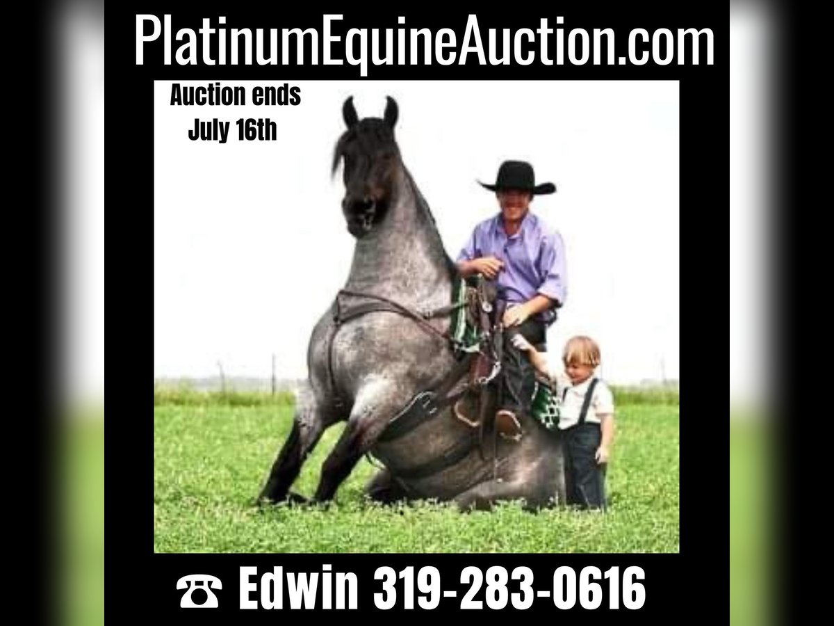 Percheron Castrone 6 Anni 173 cm in Fairbank IA