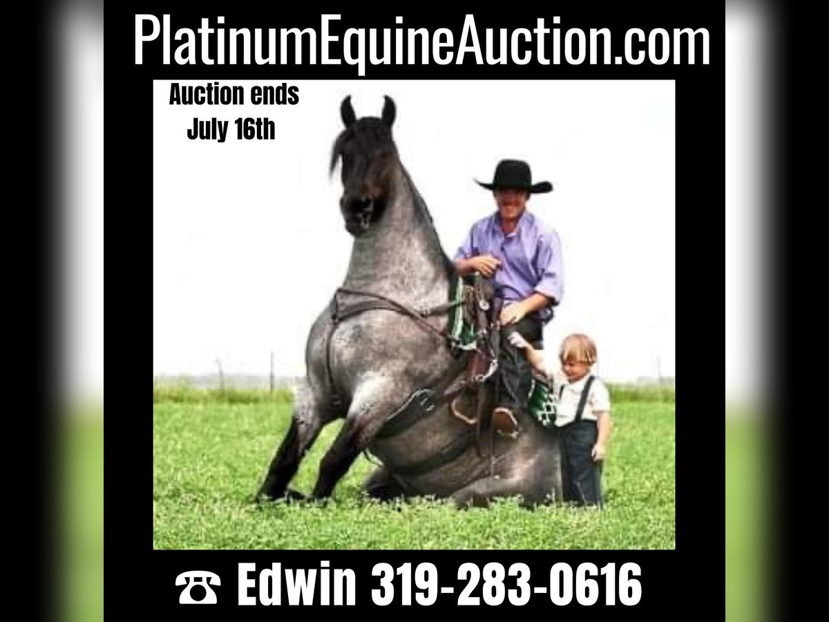 Percheron Castrone 6 Anni 173 cm Roano blu in Fairbank IA