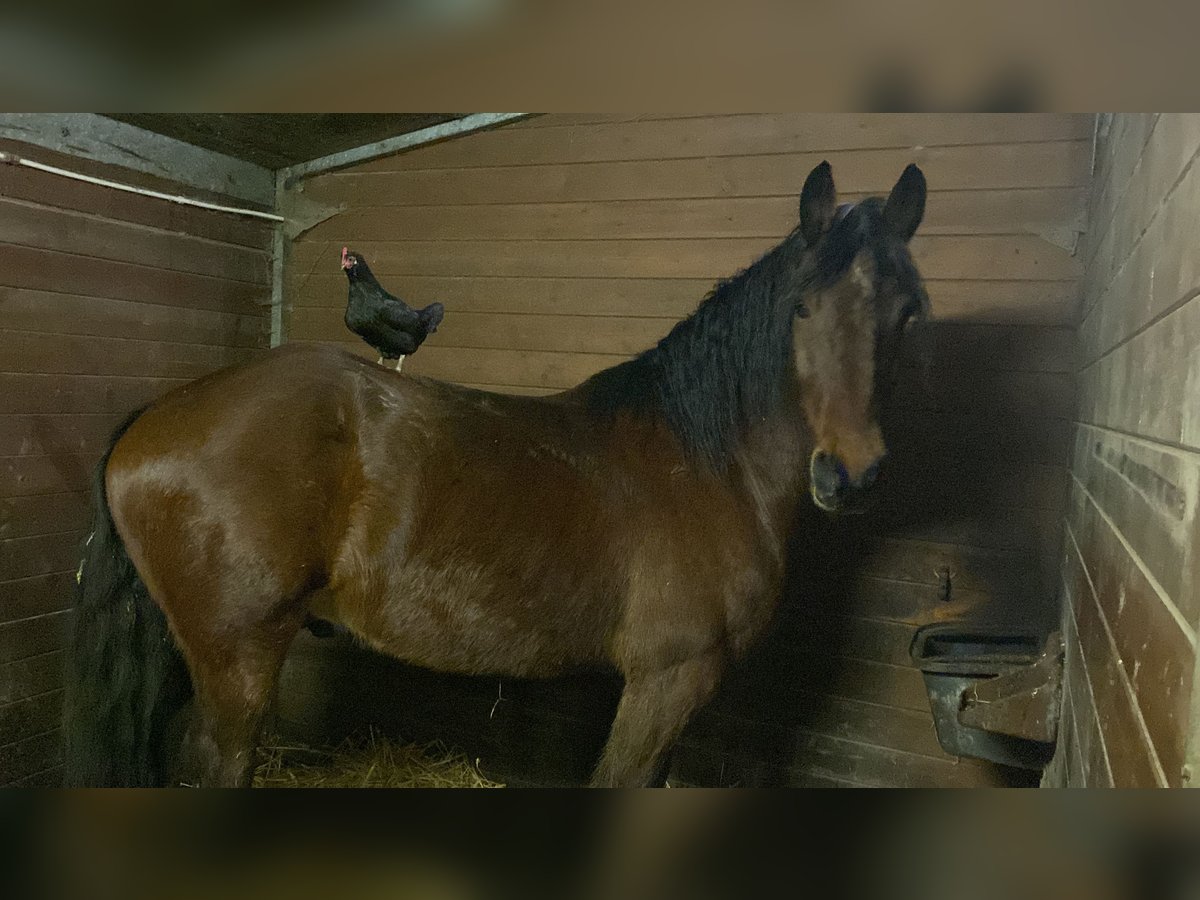 Percheron Mix Castrone 6 Anni 176 cm Baio in De Haan