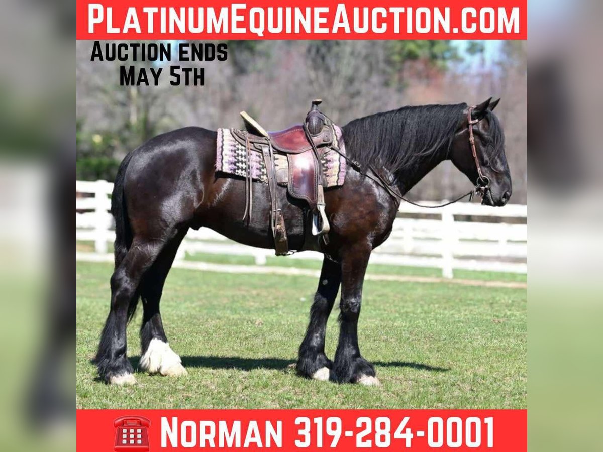 Percheron Castrone 6 Anni Morello in Sturgis, KY