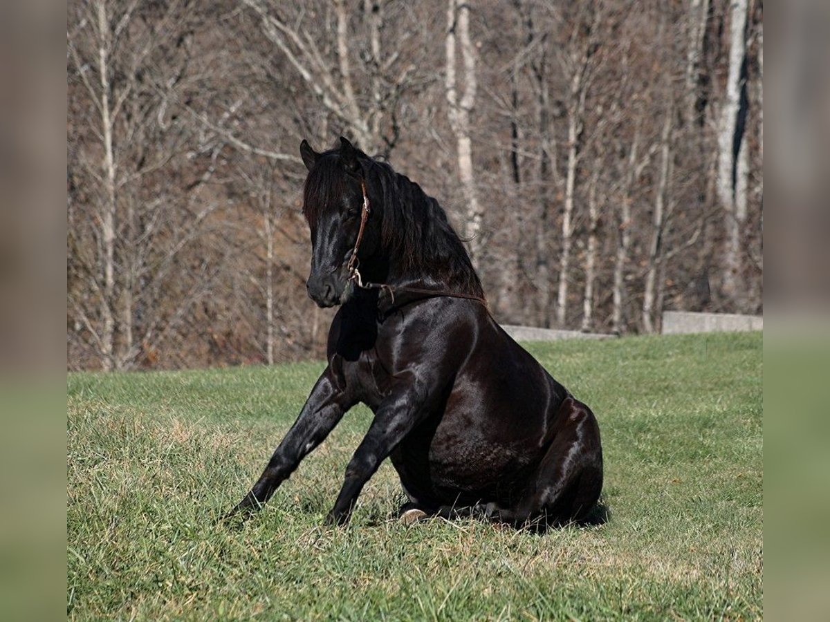 Percheron Castrone 7 Anni 163 cm Morello in Mount Vernon