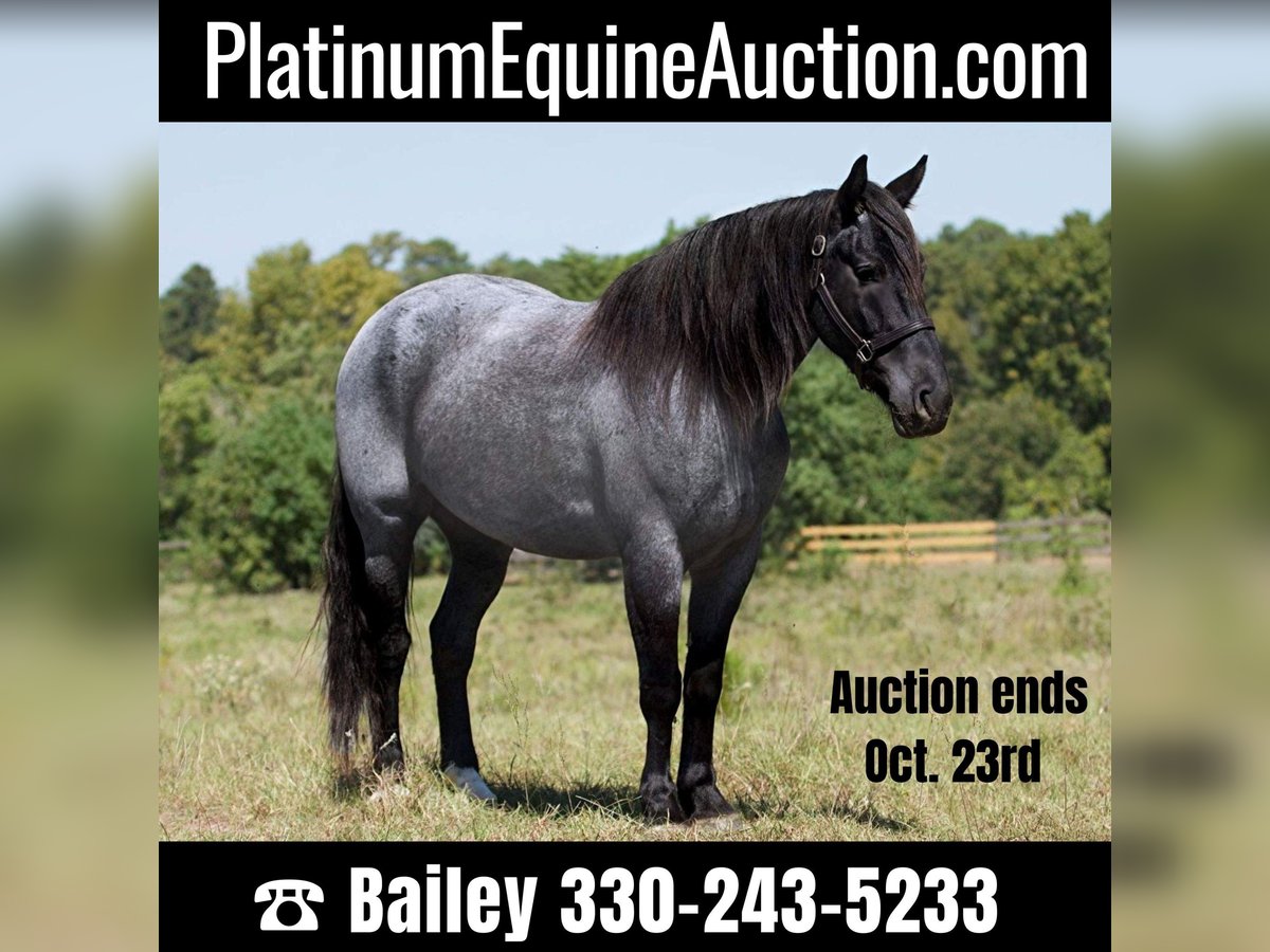 Percheron Castrone 7 Anni 165 cm Roano blu in Everette PA