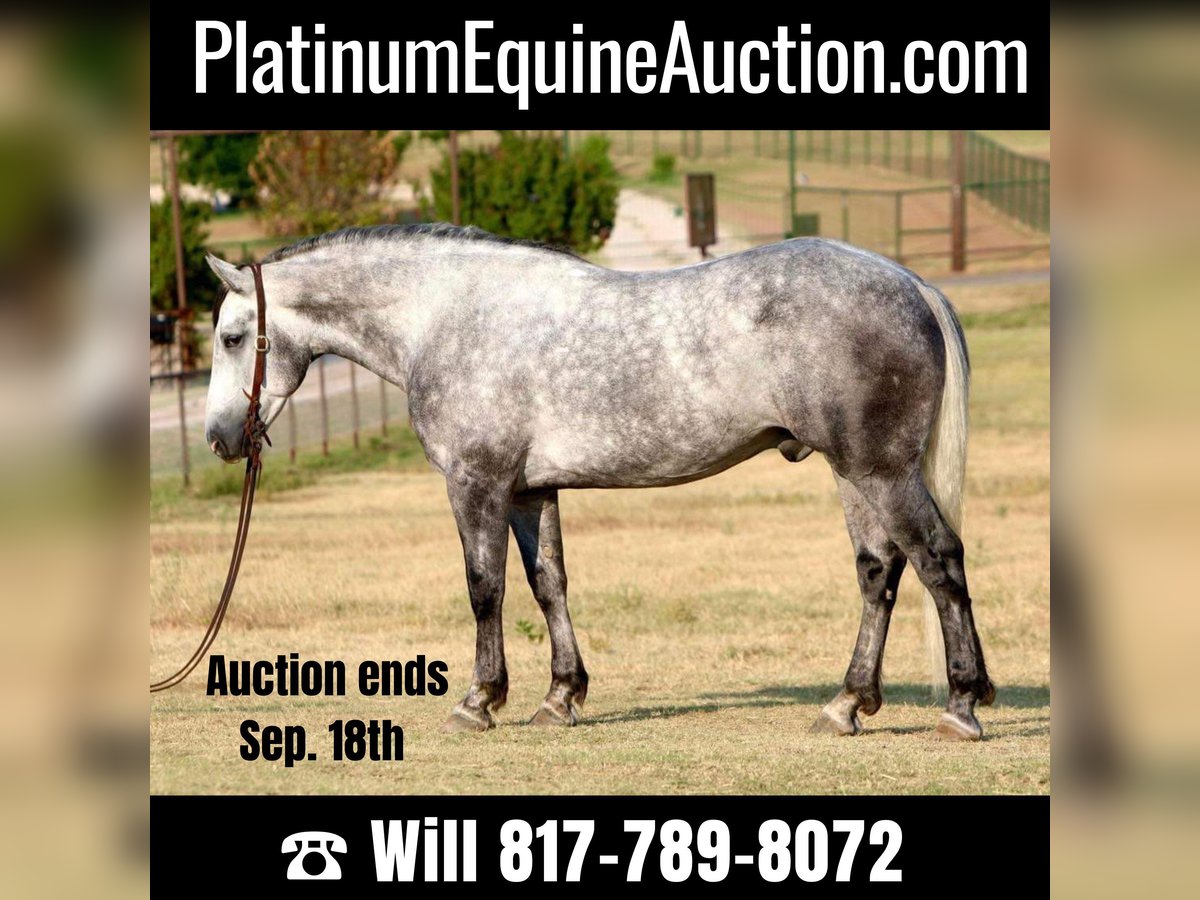 Percheron Castrone 8 Anni 160 cm Grigio pezzato in Joshua TX