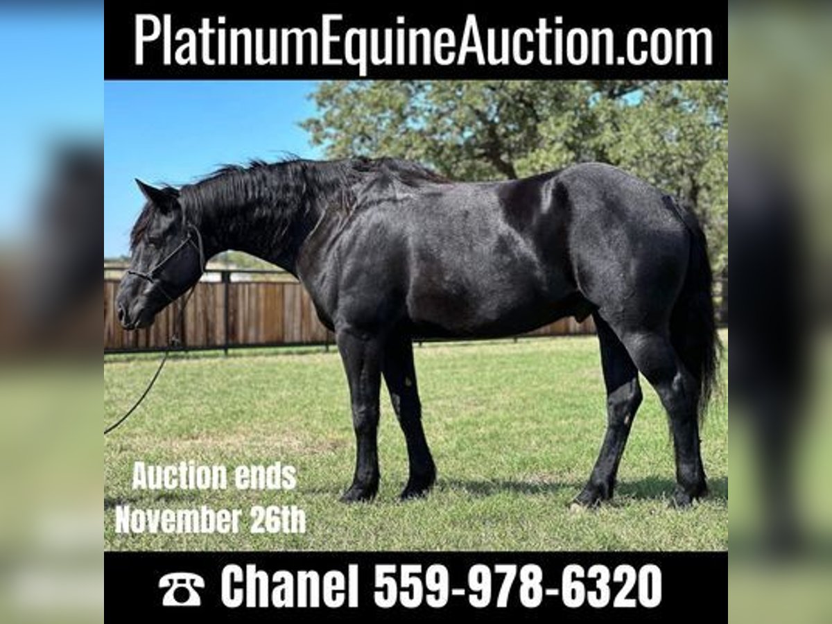 Percheron Castrone 8 Anni 165 cm Morello in Jacksboro, TX