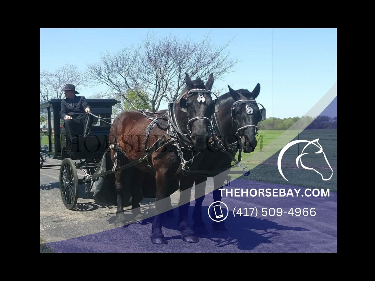 Percheron Castrone 8 Anni 175 cm Morello in Rockfield, KY