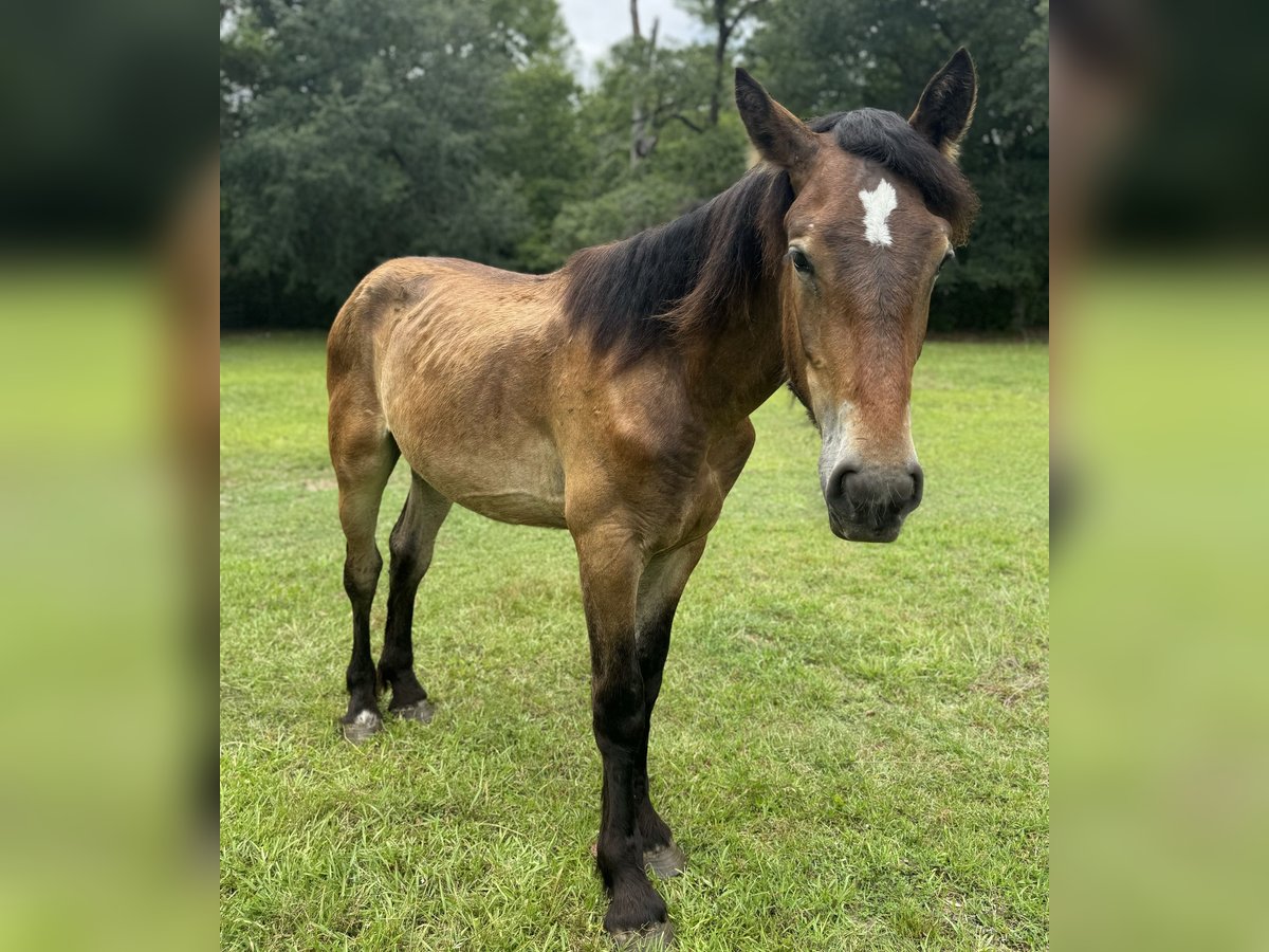 Percheron Étalon 1 Année 152 cm Bai cerise in Conway