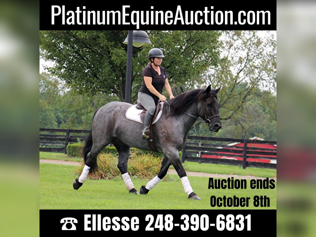 Percheron Gelding 10 years 15,3 hh Roan-Blue in Highland