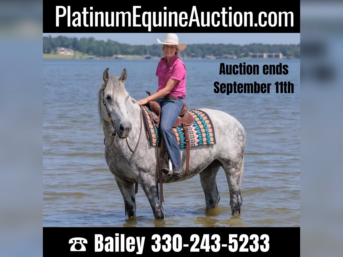 Percheron Gelding 10 years 16,1 hh Gray-Dapple in Huntsville TX