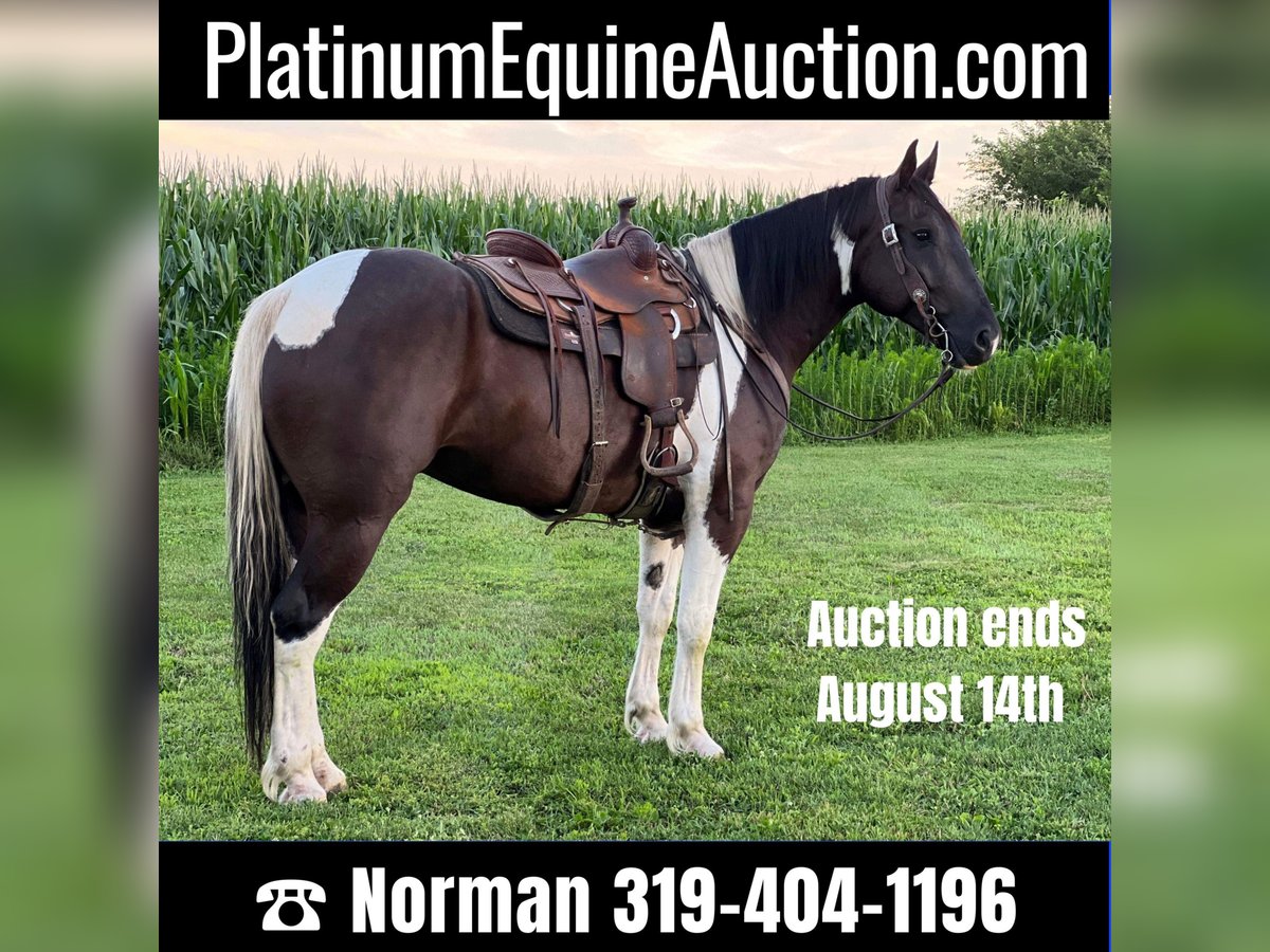 Percheron Gelding 11 years 16 hh in zearin Iowa