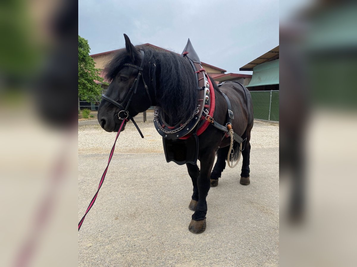 Percheron Gelding 11 years 16,2 hh Black in B&#xF6;blingen