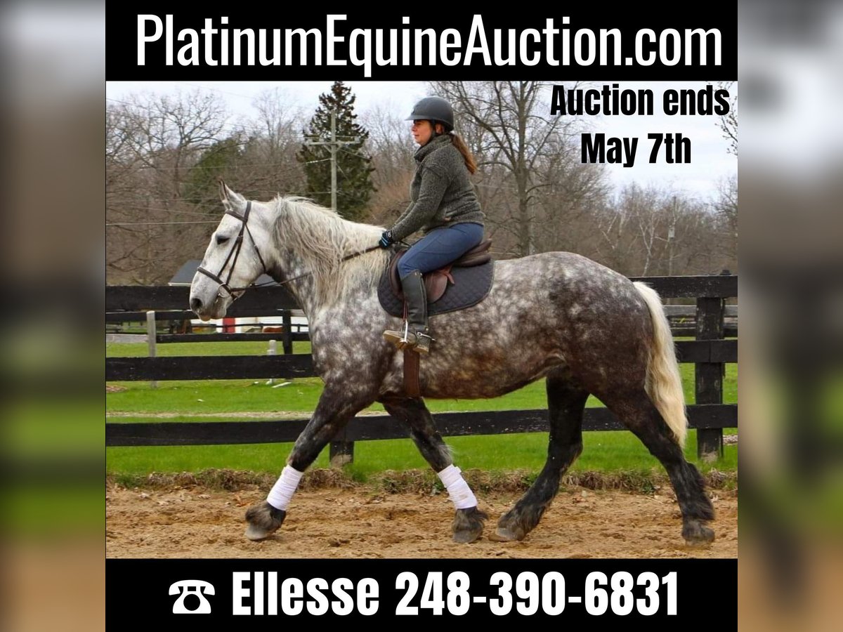 Percheron Gelding 11 years Gray-Dapple in Highland MI