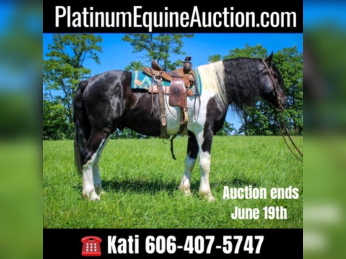 Percheron Gelding 12 years 17,1 hh Tobiano-all-colors in Maysville KY