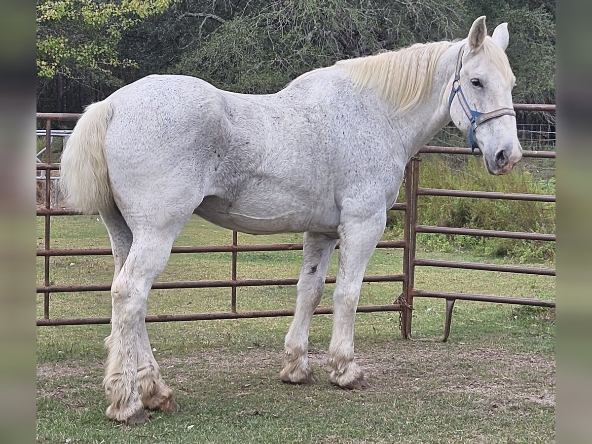 Percheron Gelding 12 years 17,1 hh Grey-Fleabitten in Picayunepicayune