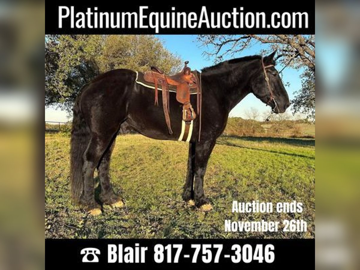 Percheron Gelding 14 years 18,1 hh Black in Weatherford, TX