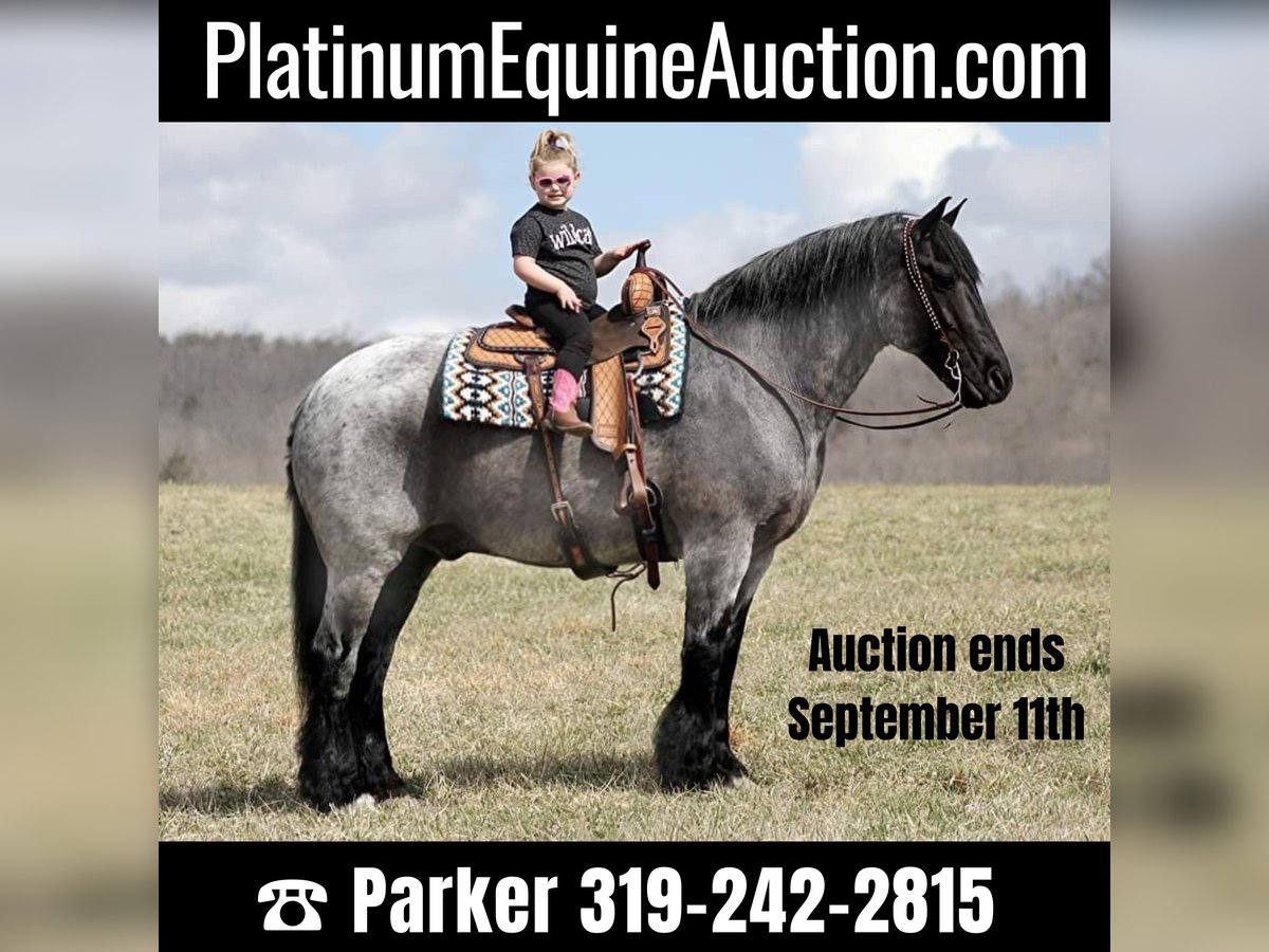 Percheron Gelding 15 years 16,1 hh Roan-Blue in Brodhead KY