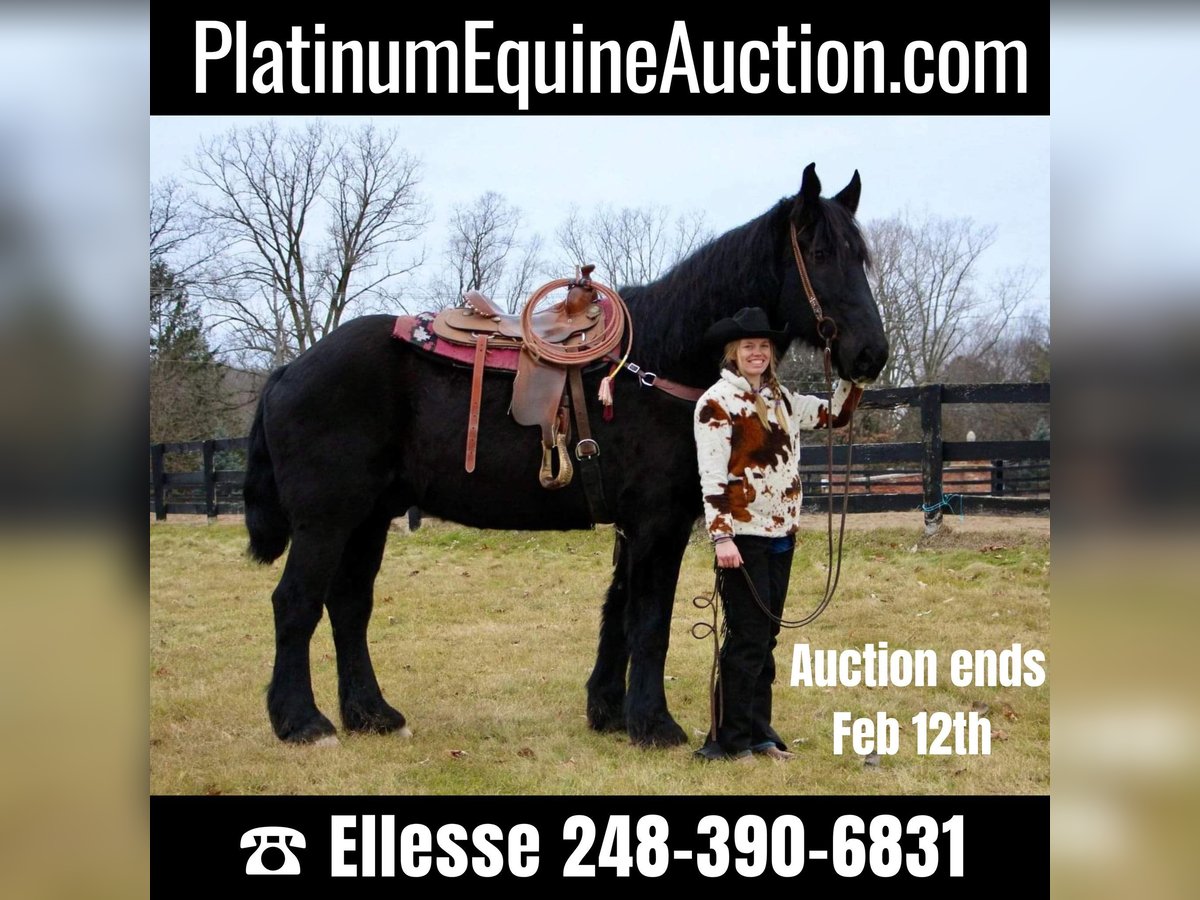 Percheron Gelding 16 years 17,2 hh Black in Highland MI