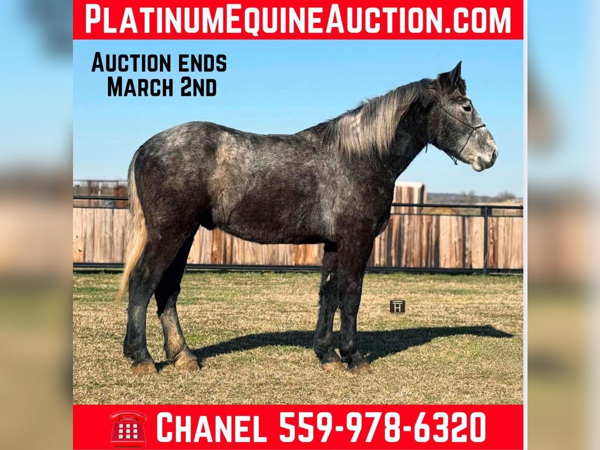 Percheron Gelding 3 years 16,3 hh Grey-Dapple in Jackboro TX
