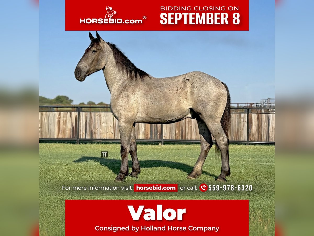 Percheron Gelding 3 years 17,1 hh Roan-Blue in Jacksboro