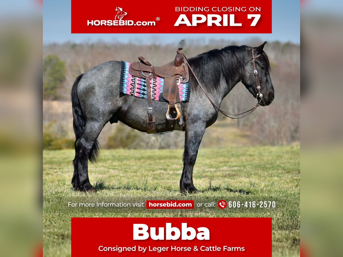 Percheron Mix Gelding 4 years 16,1 hh Roan-Blue in Crab Orchard, KY