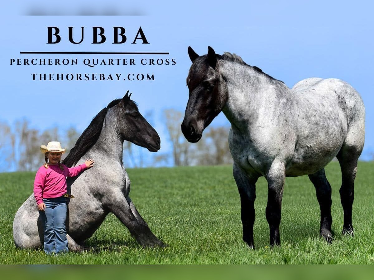 Percheron Gelding 4 years 16,2 hh Roan-Blue in Crab Orchard, KY