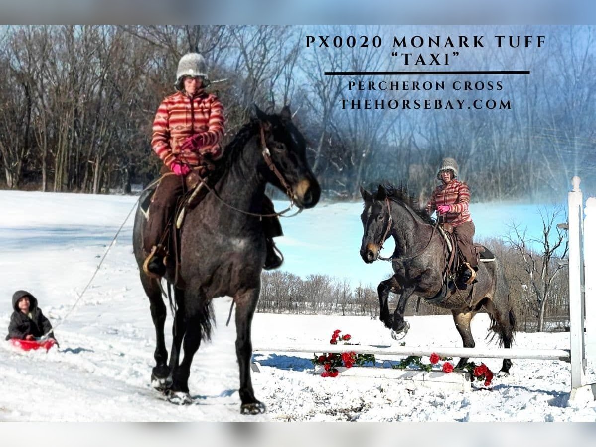 Percheron Gelding 4 years 16 hh Roan-Blue in Sheldon, MO