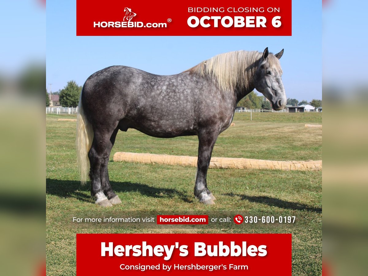 Percheron Gelding 4 years 16,1 hh Grey in Millersburg