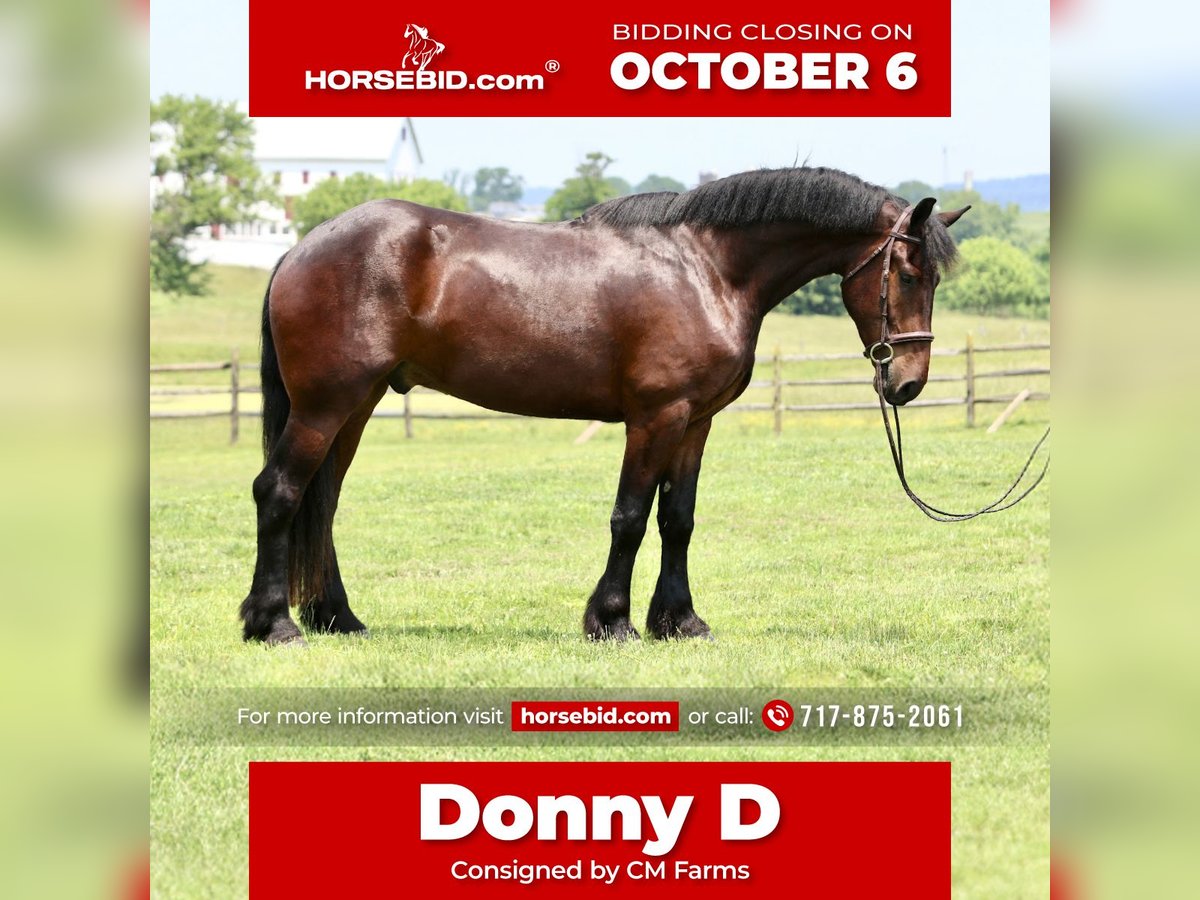 Percheron Mix Gelding 4 years 16,3 hh Bay in Gap, PA