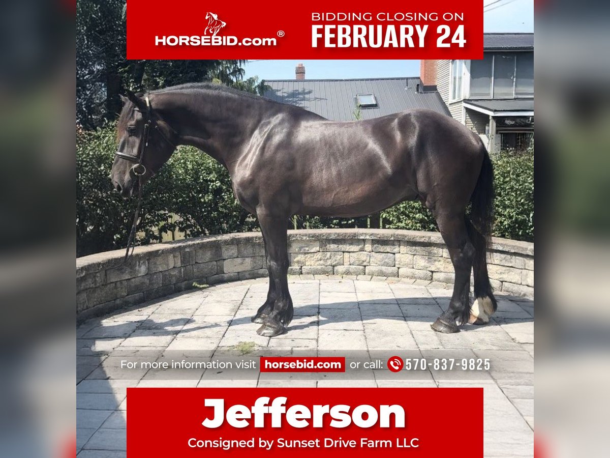 Percheron Gelding 4 years 17,1 hh Black in Middleburg, PA