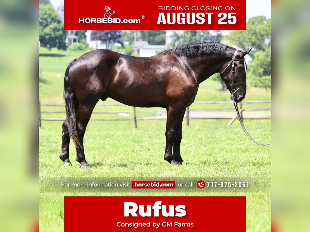 Percheron Mix Gelding 4 years 17,2 hh Black in Gap
