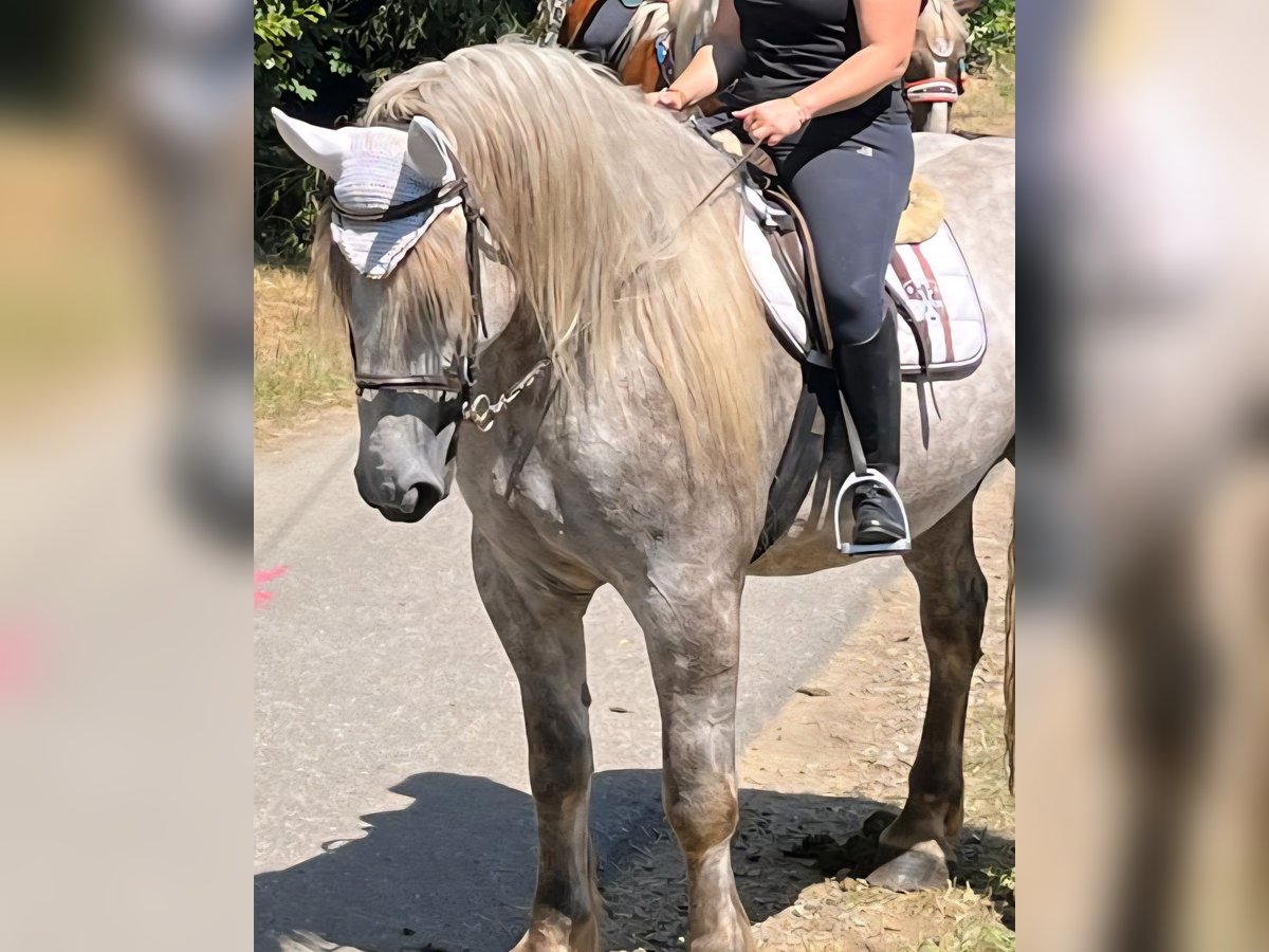 Percheron Gelding 4 years 17,2 hh Grey in Hohenwarth