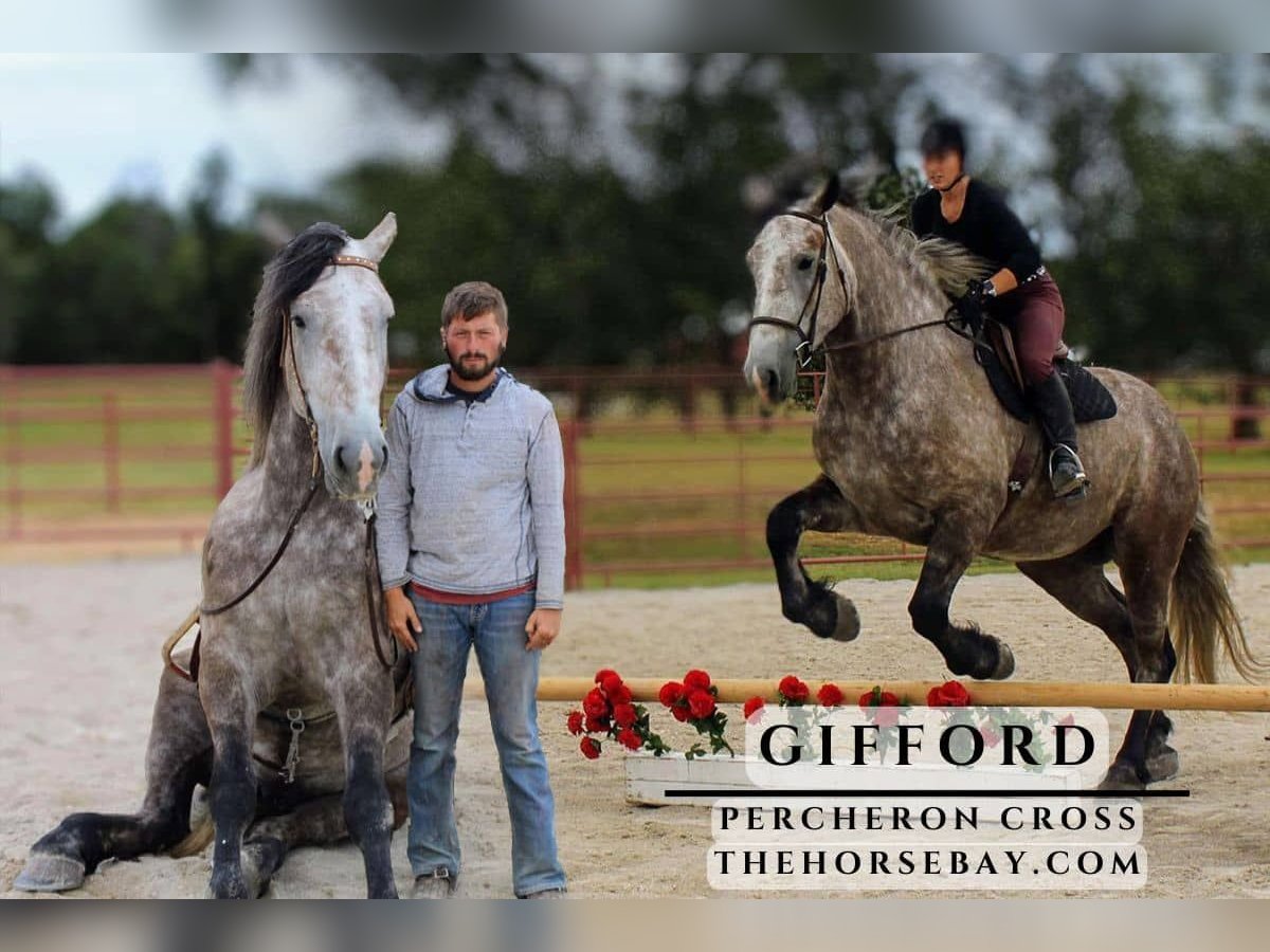 Percheron Gelding 4 years Gray in Sheldon, MO