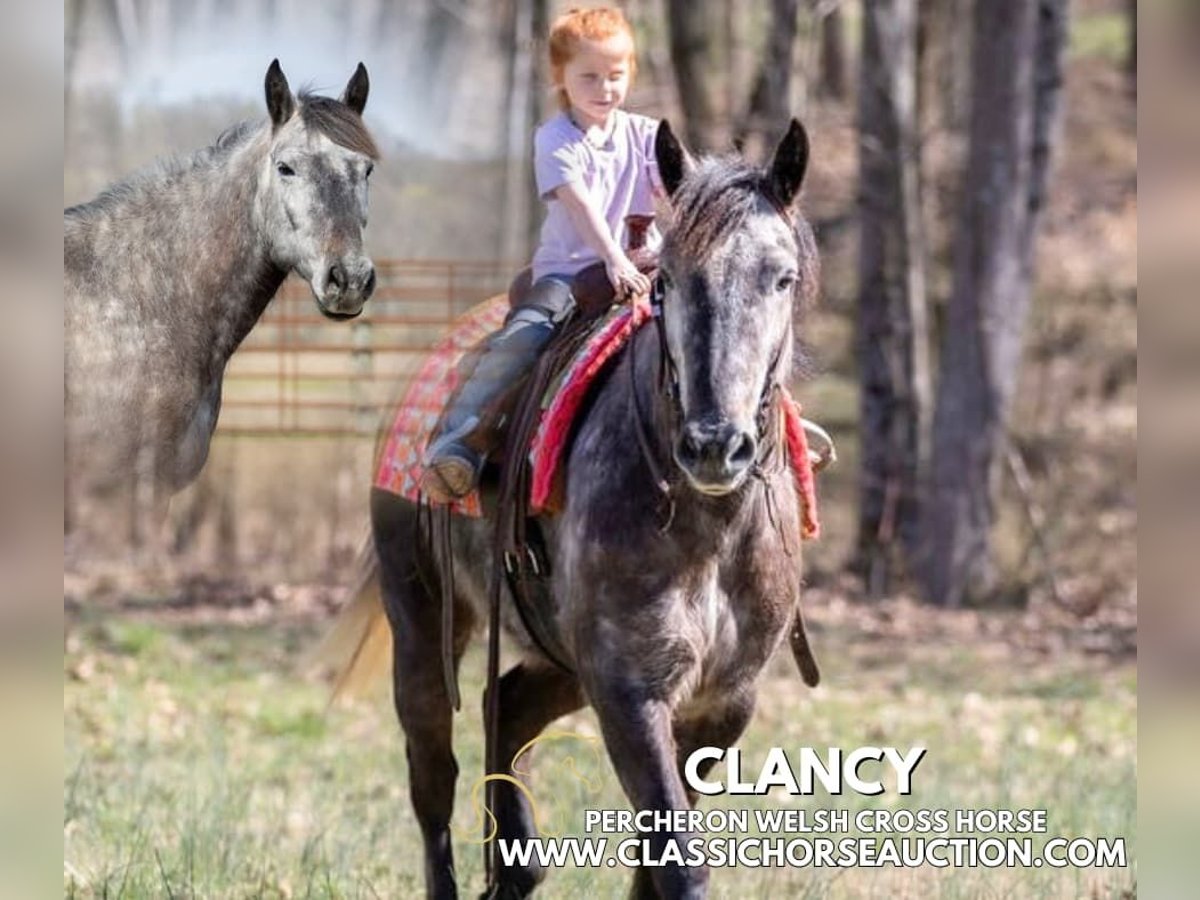 Percheron Gelding 5 years 14 hh Grey in Auburn,KY