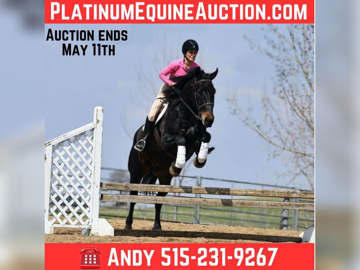 Percheron Gelding 5 years 15,2 hh Black in Joice IA