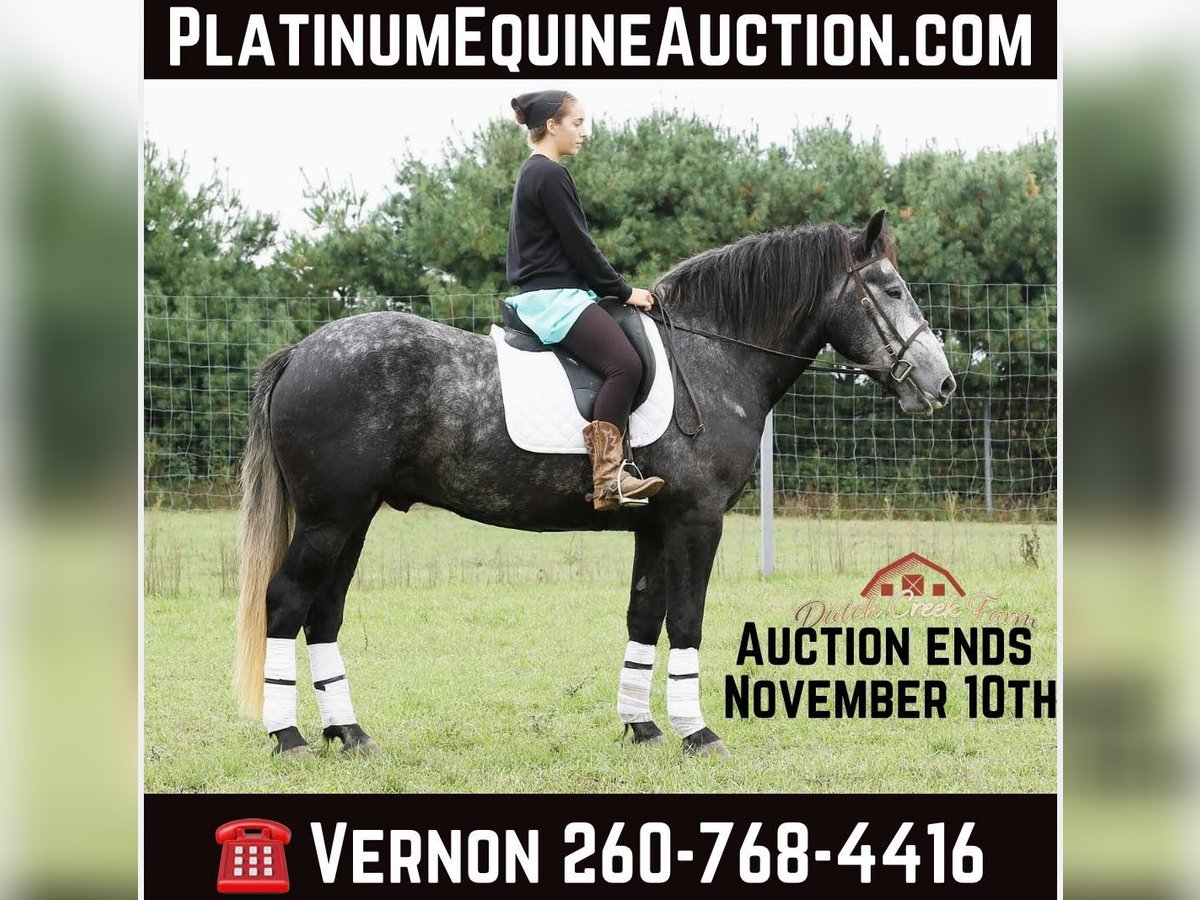 Percheron Gelding 5 years 15,2 hh Grey-Dapple in Shipshewana IN