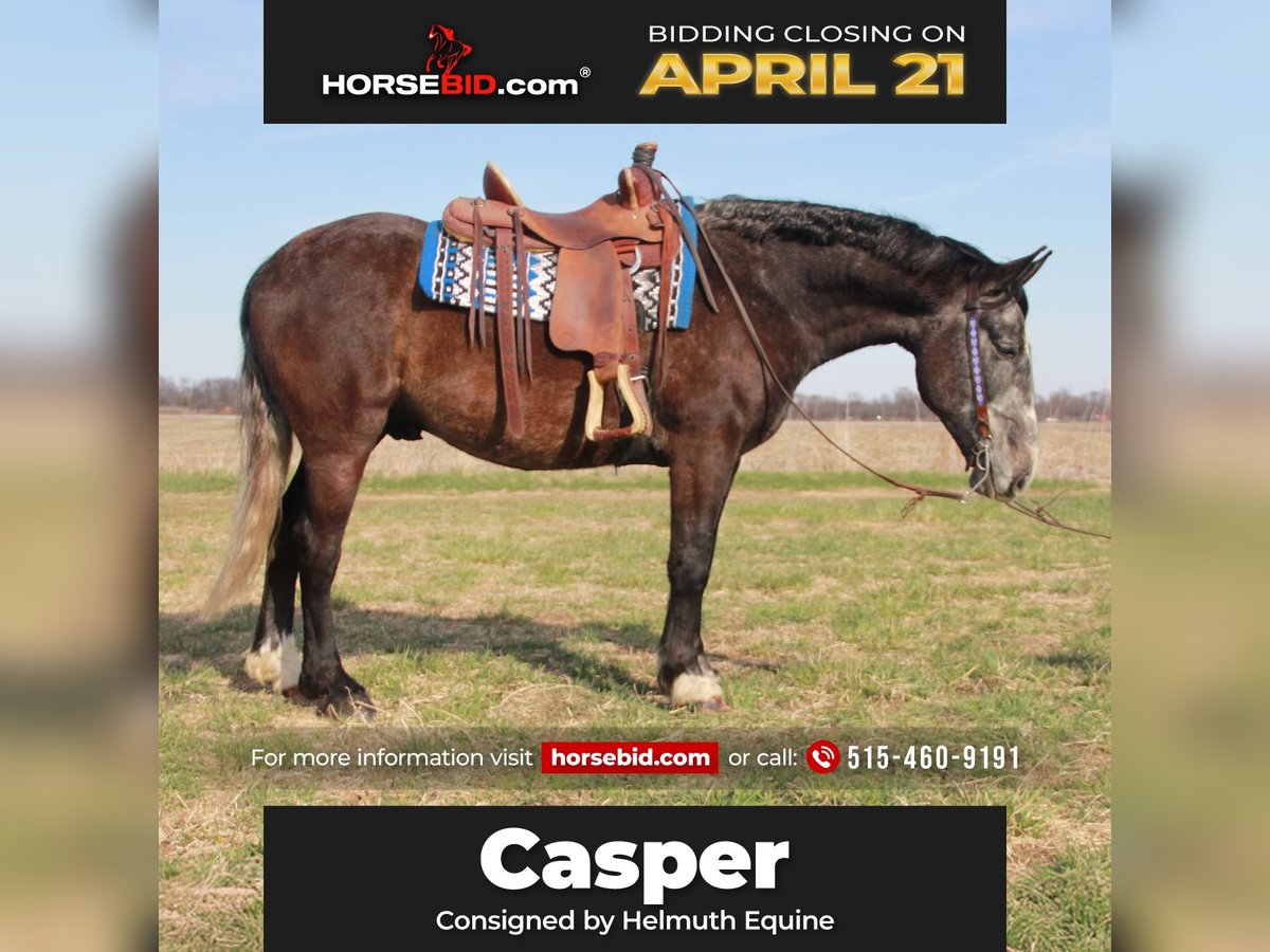 Percheron Mix Gelding 5 years 15,2 hh Grey in Ames, IA