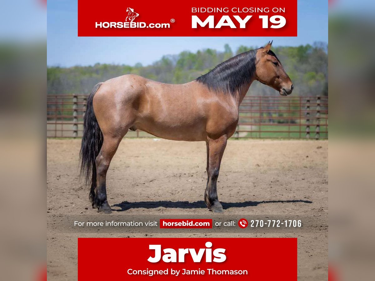 Percheron Mix Gelding 5 years 15,2 hh in Auburn, KY
