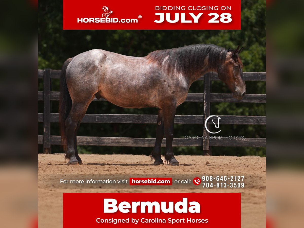 Percheron Mix Gelding 5 years 15,3 hh Roan-Bay in Clover
