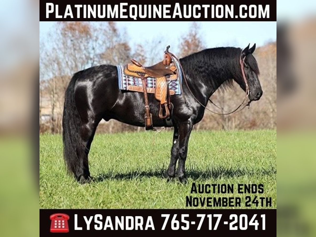 Percheron Gelding 5 years 16 hh Black in Brodhead Ky